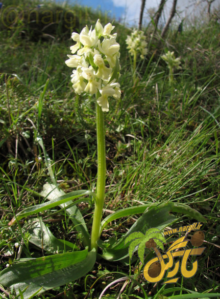 Dactylorhiza romana